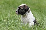TERRIER DU TIBET 071
